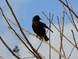 080226-rr.jpg
