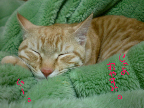 SANY0554.jpg