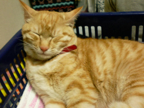 SANY0881.JPG