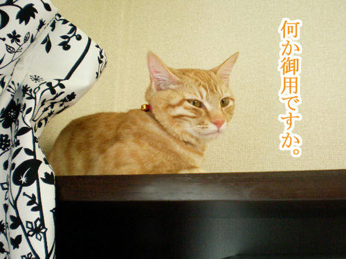 SANY0989.jpg