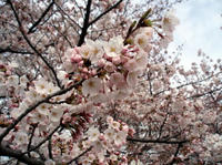 09.0404.sakura1.jpg