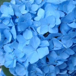 20070610 紫陽花