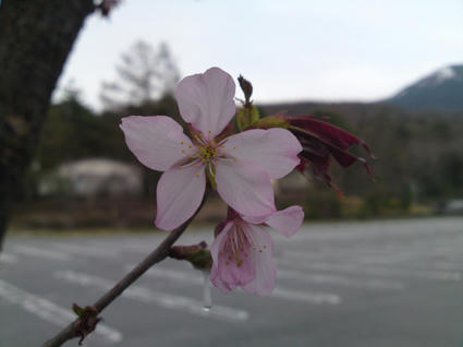 SN3J0151.jpg