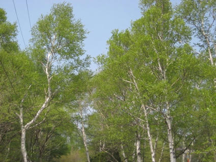sirakaba.jpg