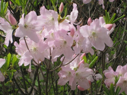 2419cf36.jpg