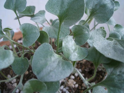 DSCF2305.jpg
