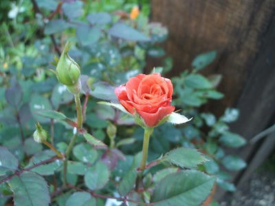 DSCF2358.jpg
