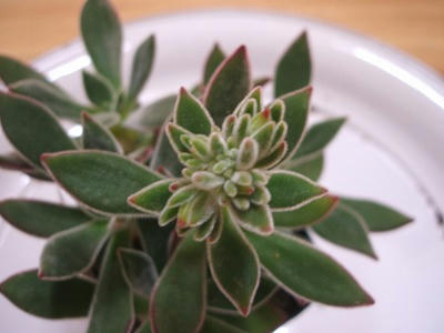 DSCF2399.jpg