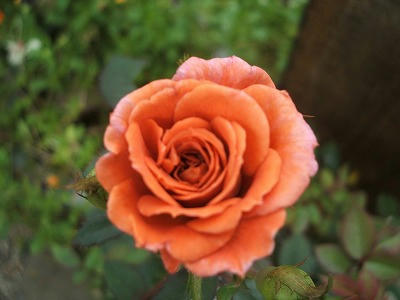 DSCF2426.jpg