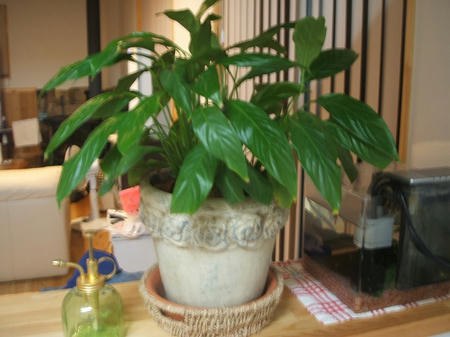 DSCF2588.jpg