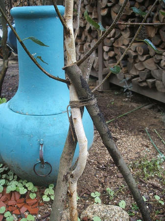 DSCF2600.jpg