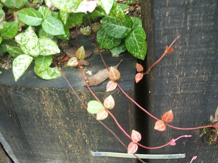 DSCF2610.jpg