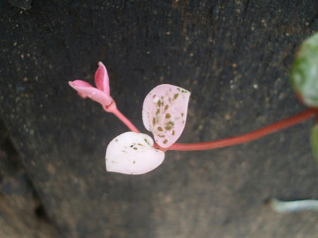 DSCF2611.jpg