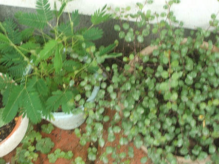 DSCF2633.jpg