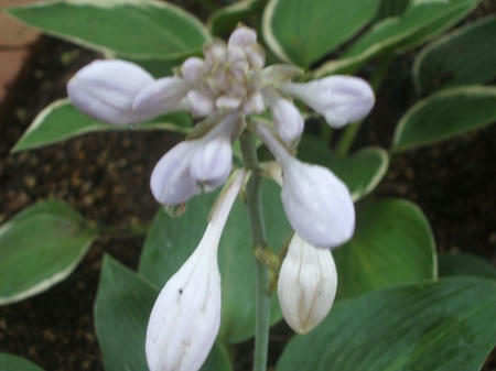DSCF2634.jpg