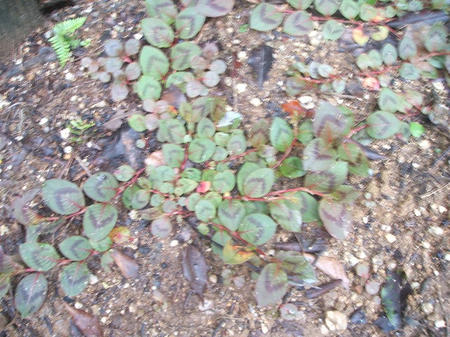 DSCF2657.jpg