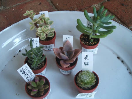 DSCF2668.jpg