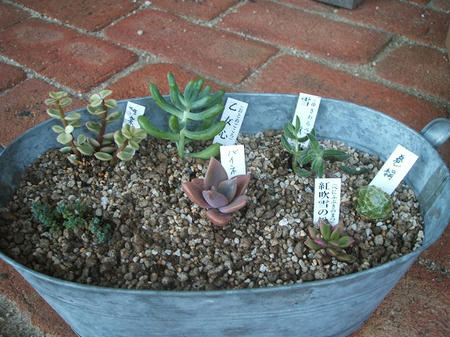 DSCF2672.jpg