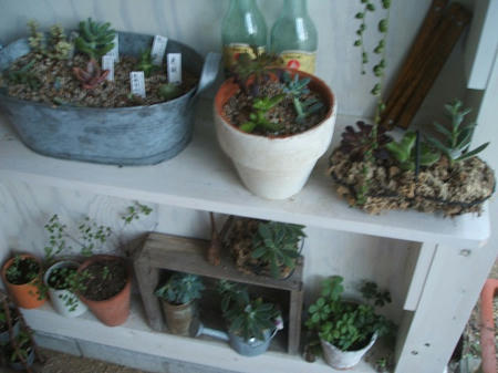 DSCF2686.jpg