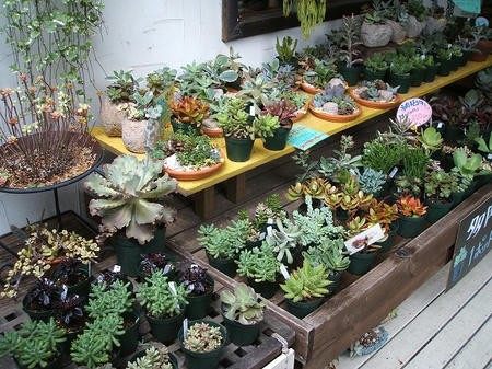 DSCF2708.jpg