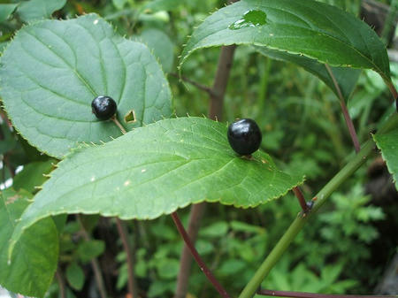 DSCF2710.jpg