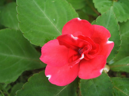 DSCF2778.jpg