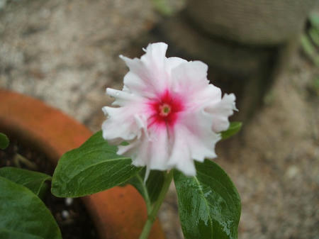 DSCF2781.jpg
