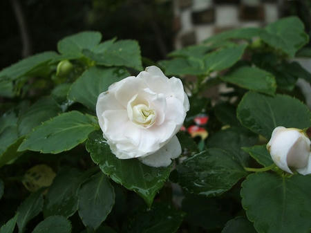DSCF2783.jpg