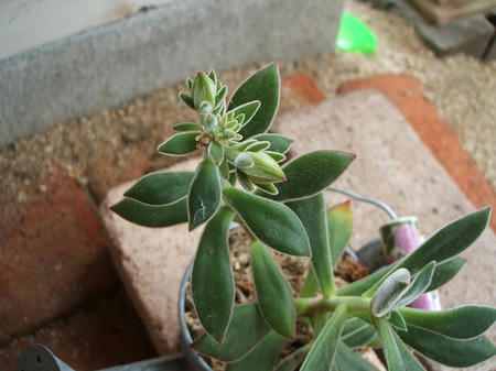 DSCF2794.jpg