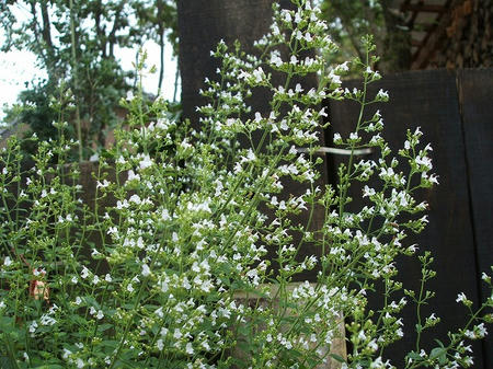DSCF2795.jpg