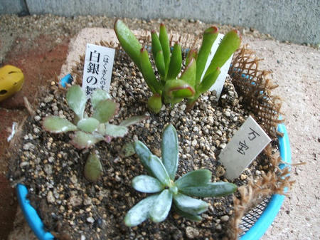 DSCF2811.jpg