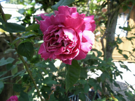ba0036.jpg