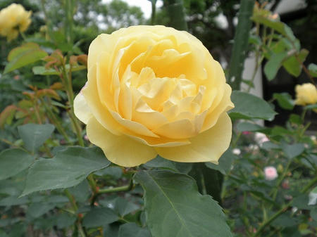 niwa0025.jpg