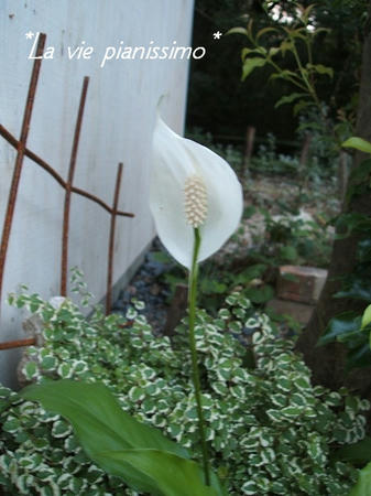 DSCF2824.jpg