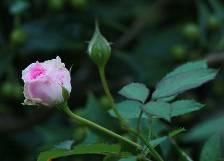 IMG_5893.jpg