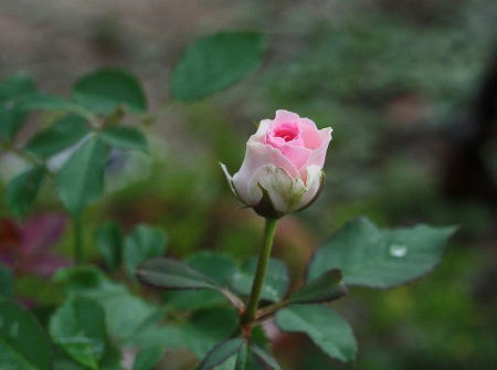 IMG_5964.jpg