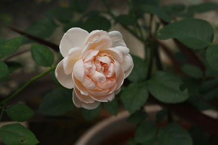 IMG_6179.jpg