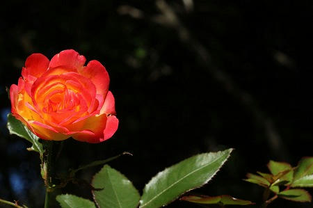 IMG_6712.jpg