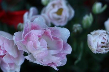 IMG_9788.jpg