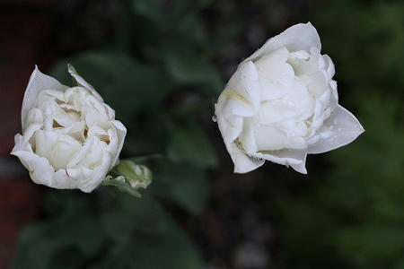 IMG_9790.jpg