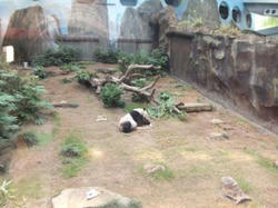 OceanPark_Panda2.jpg