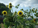 DSCF1488.jpg