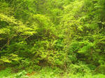 IMAG0005_600.jpg