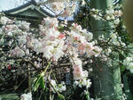 上野の桜