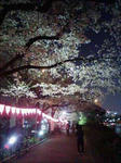 桜２