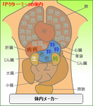 tainai-mie.png