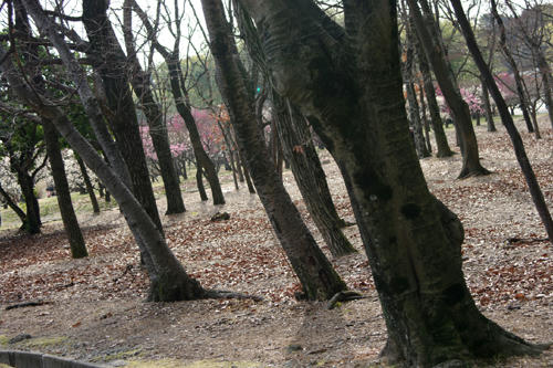 IMGP00022011.jpg
