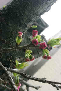IMGP0014.jpg