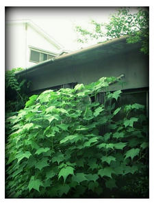 BeFunky_Lomoart_1.jpg