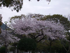 今年も桜は見られますかね…門司港にて